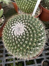 Mammillaria mystax cactus for sale  Garden Grove