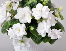 usambaraveilchen gebraucht kaufen  Grafenau