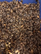200 large dubia for sale  Vidalia