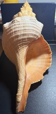 Rare large orange for sale  Key West