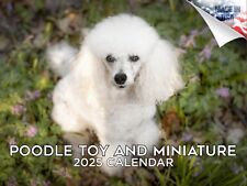 Poodle toy miniature for sale  Traverse City