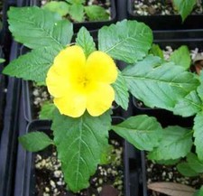 Damiana turnera diffusa for sale  Deland