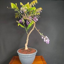 Pre bonsai glicine usato  San Pancrazio Salentino