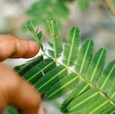 Graines mimosa pudica d'occasion  Suresnes