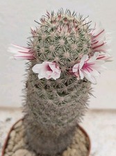 Mammillaria albicans pøt usato  Brindisi