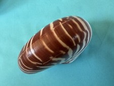 Kleine meeresmuschel nautilus gebraucht kaufen  Scheßlitz