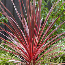 Cordyline charlie boy for sale  UK