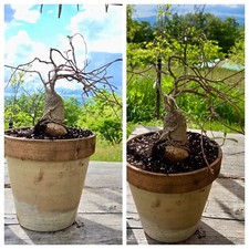 Caudex cactus fockea usato  Castiglione d'Orcia