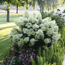 Hydrangea panicle bobo for sale  Elberton