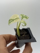 Monstera mint for sale  Tallahassee