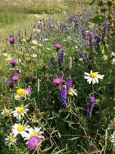 Wildflower seed mix for sale  RUGBY