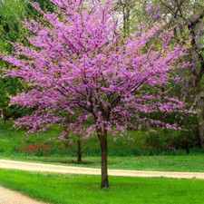 Gal. eastern redbud for sale  Denver