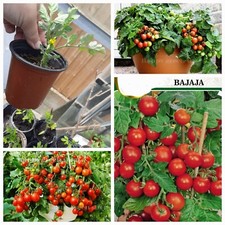 Bajaja red cherry for sale  BRAINTREE