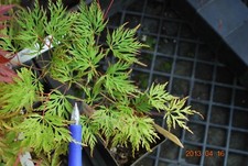 Japanese maple emerald for sale  USA
