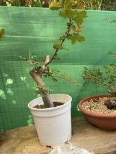 Pre bonsai carrubo usato  Modica