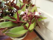 Tradescantia blossfeldiana cer usato Tradescantia blossfeldiana cer usato  Passignano sul Trasimeno