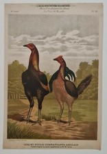English rooster and d'occasion  Expédié en Belgium