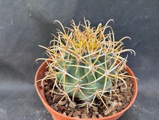 Ferocactus chrysacanthus cactu usato  Massafra