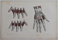 Anatomie myologie région d'occasion  Limoges-