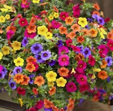Flower seeds varieties for sale  DARLINGTON
