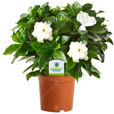 Gardenia jasminoides plant for sale  UK