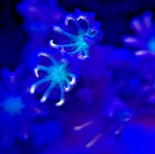 firework cloves frag for sale firework cloves frag for sale Dallas