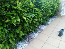 White grey decorative for sale  KETTERING