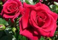 Dearest valerie red for sale  SPALDING