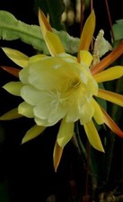 Epiphyllum george french for sale  Houston