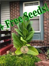 Huge leaf golden for sale  Fenton