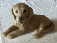 Sweet golden retriever for sale  Strasburg