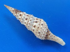 Turris crispa madagascar d'occasion  Brioude