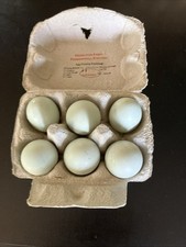 Bluebell araucana eggs for sale  HELSTON