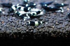 Taiwan bee black for sale  Brooklyn