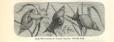 Antique print tin for sale  Shipping to United Kingdom