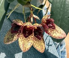 Bizarre beauty bulbophyllum for sale  Melbourne
