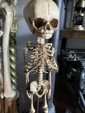 Cabinet curiosities oddities d'occasion  Expédié en Belgium