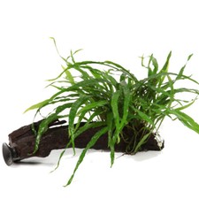 Microsorum pteropus narrow gebraucht kaufen  Püttlingen