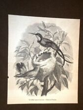 Ornitologia uccelli uccello usato  Villarosa