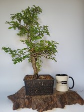 Old hawthorn bonsai for sale  ELGIN