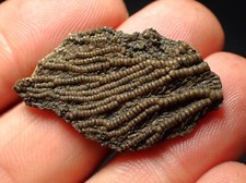crinoid fossils for sale crinoid fossils for sale BRISTOL