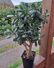 Geldbaum crassula vata gebraucht kaufen  Meinerzhagen