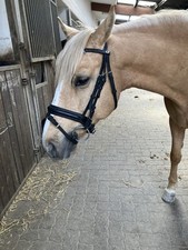 Schockemöhle sports trense gebraucht kaufen  Willich