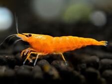 Lot crevettes orange d'occasion  Brive-la-Gaillarde