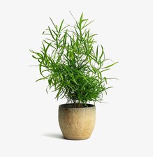 Asparagus falcatus sicklethorn for sale  SOUTHAMPTON