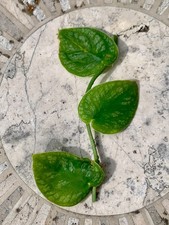 Rare fresh monstera for sale  CAMBRIDGE