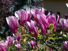 Pianta magnolia soulangeana usato  Italia