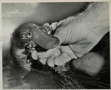 1940 press photo for sale  Memphis