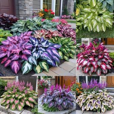330 mixed color for sale  Memphis