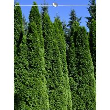 Lebensbaum thuja smaragd gebraucht kaufen  Deutschland